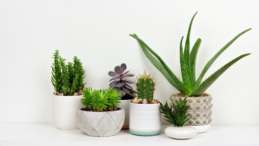The benefits of indoor plants