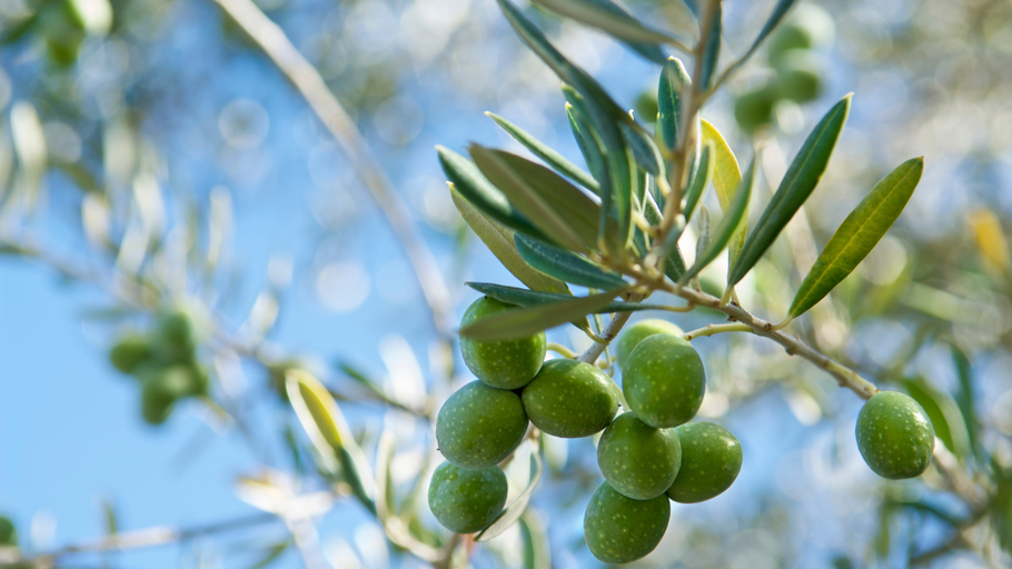 Why use Olive Extract?